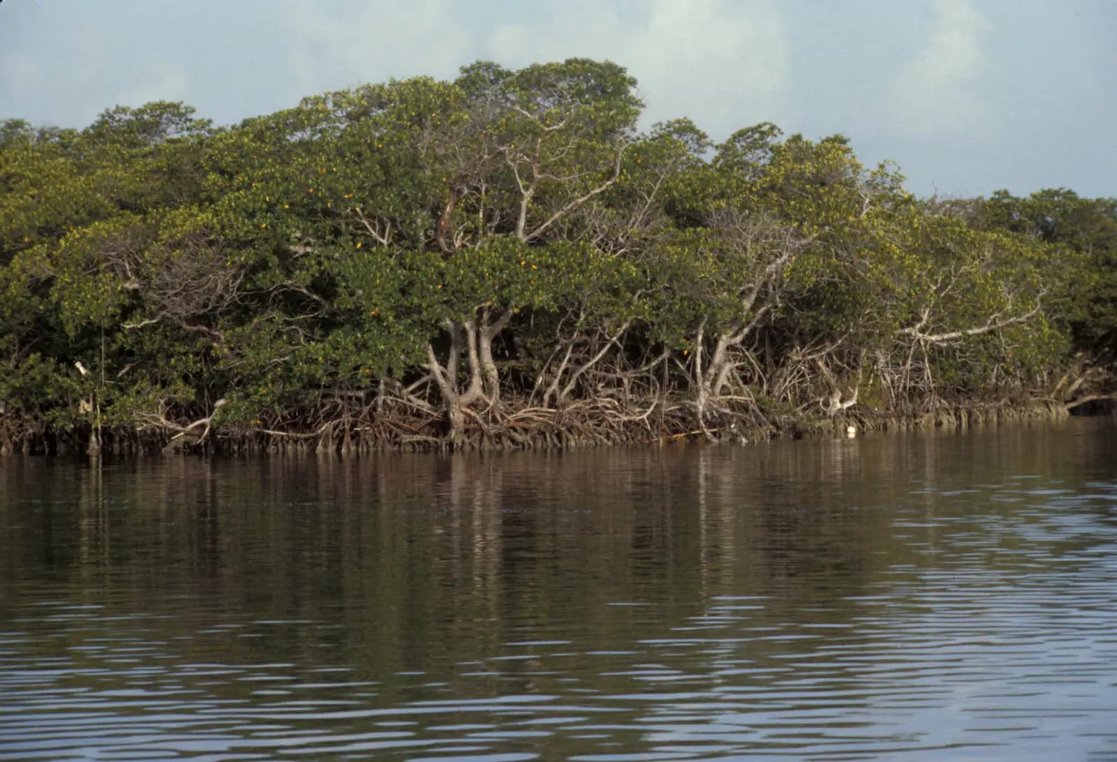 A small boat on flat shallow turquoise water with low green islands on the horizon