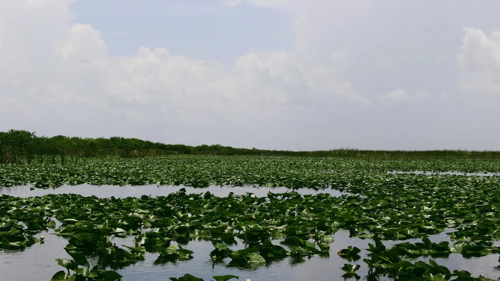 Open sawgrass marsh and still shallow water stretching to a low horizon