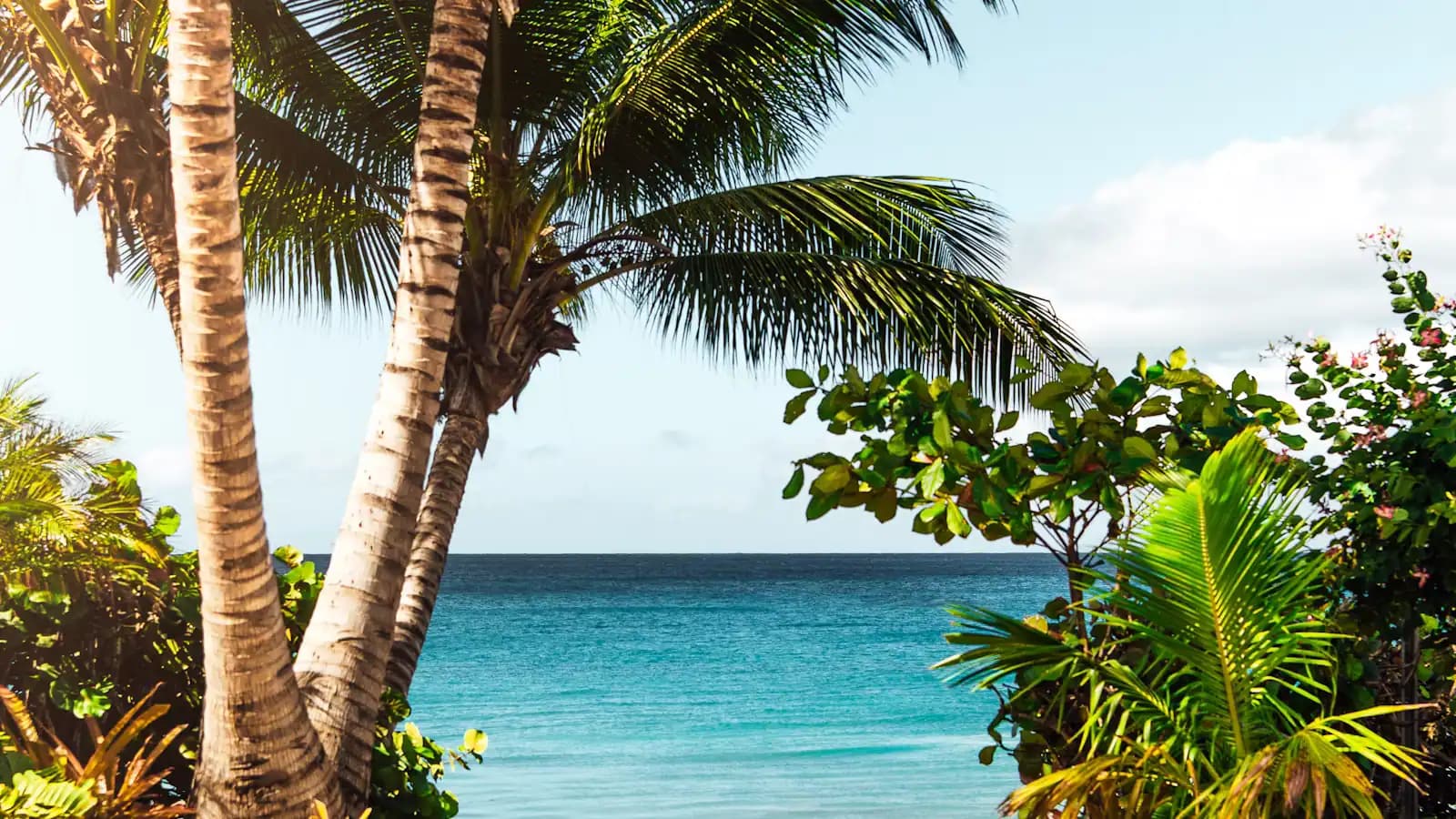 Palm trunks framing a turquoise sea under a bright tropical sky