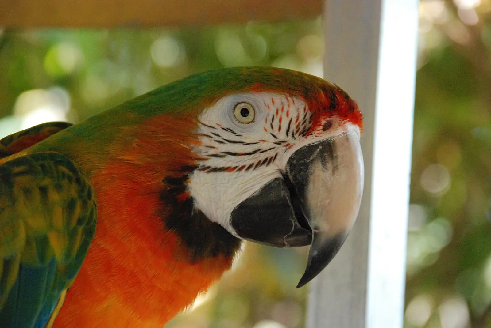 A pair of scarlet macaws perched on a branch against dense green tropical foliage