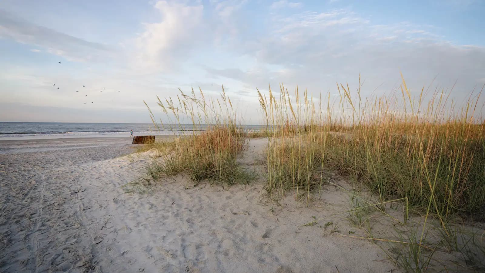Sea oats on a low dune above a pale beach under a heavily clouded sky