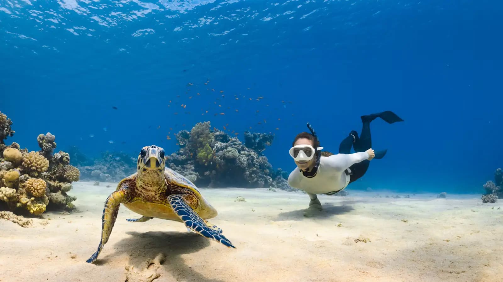 A sea turtle resting on the sand beside a free-diver over a shallow reef