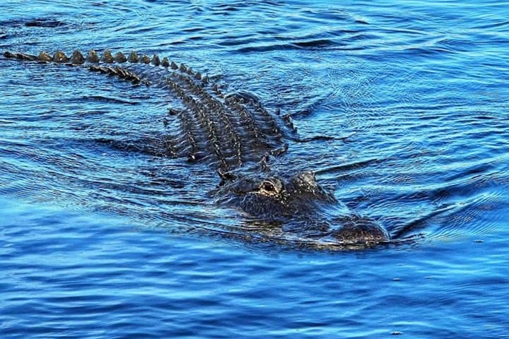 Everglades Small-Group Tour from Miami with Transportation