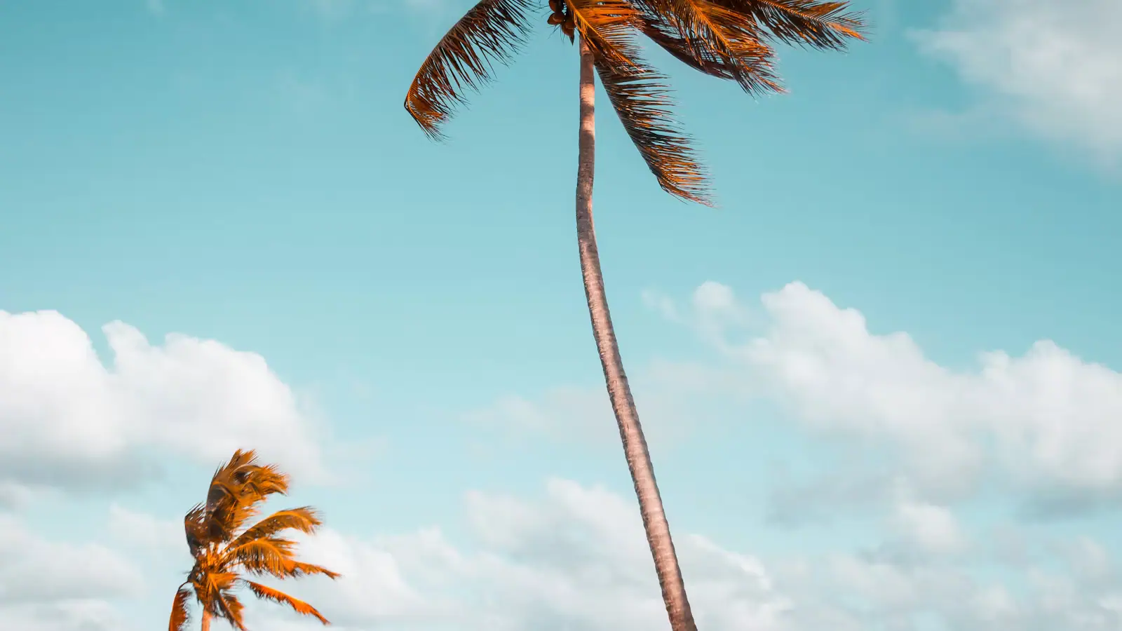 Palm fronds moving against a blue sky with cloud building behind them