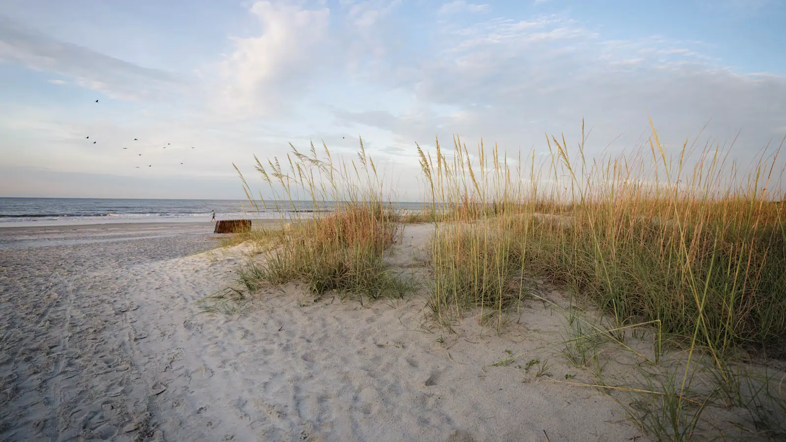 Sea oats on a low dune above a pale beach under a heavily clouded sky